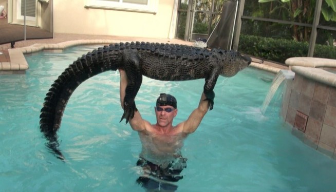 Trapper plays with 'gator until it tires, pulls it from pool