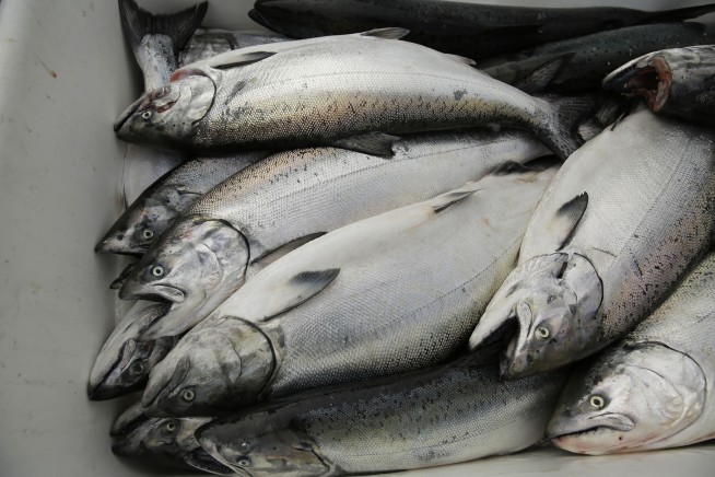 Commercial salmon fishing in California will be closed for a third year in a row