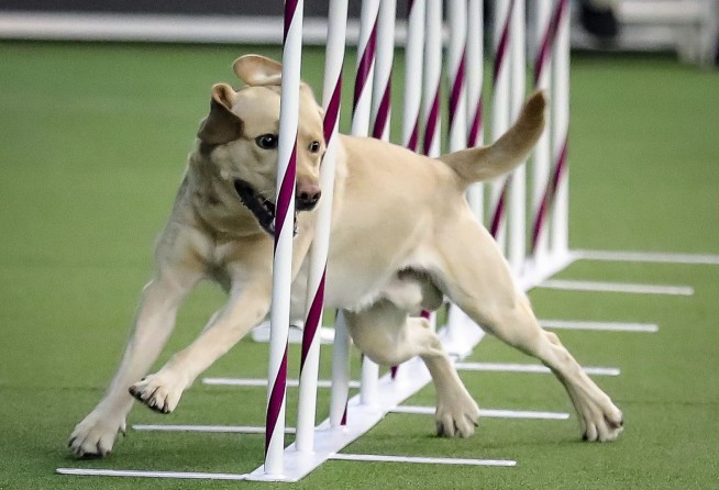 French bulldog is still top US breed, but is another gaining momentum? Of corso
