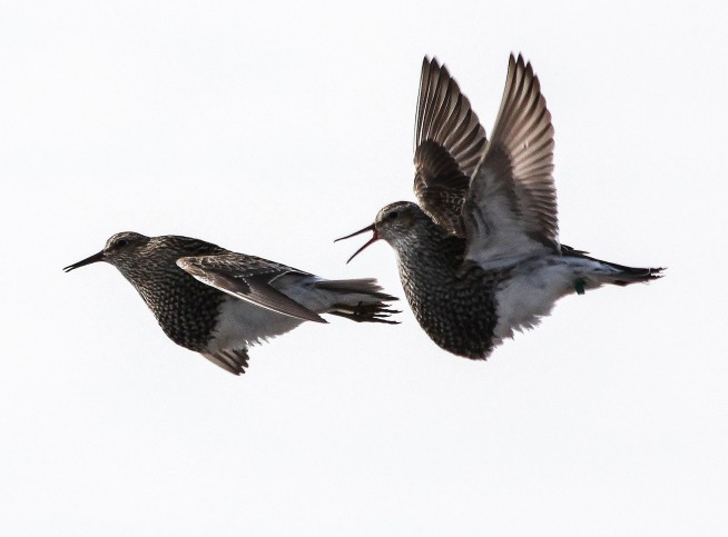 Long-distance birdie call: Sex-crazed pipers travel for tail