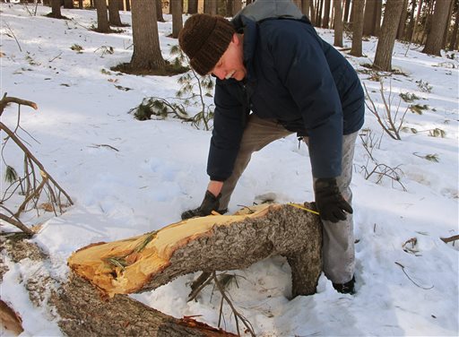 In ice-damaged towns, a difficult choice on trees