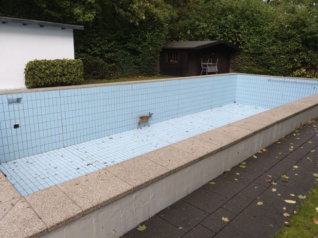 Germany: Hunter helps free deer from swimming pool