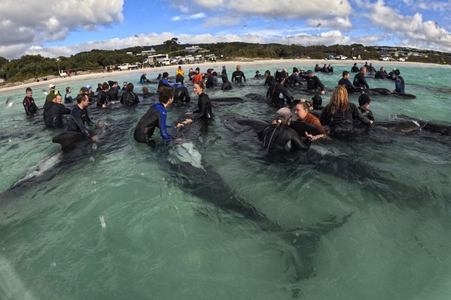 Last of nearly 100 pilot whales that beached on Australia's coast are euthanized after rescue fails