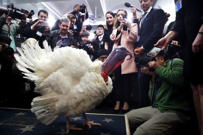 Trump pardons Thanksgiving turkeys Drumstick and Wishbone