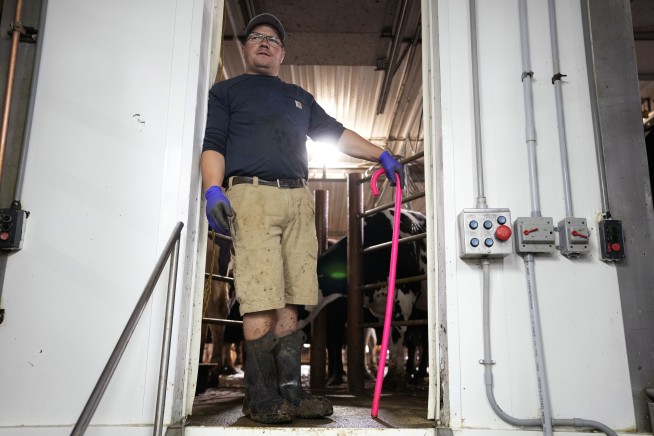 Pig cooling pads and weather forecasts for cows are high-tech ways to make meat in a warming world