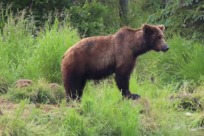 Online voting in Alaska's Fat Bear Week contest starts after an attack killed 1 contestant