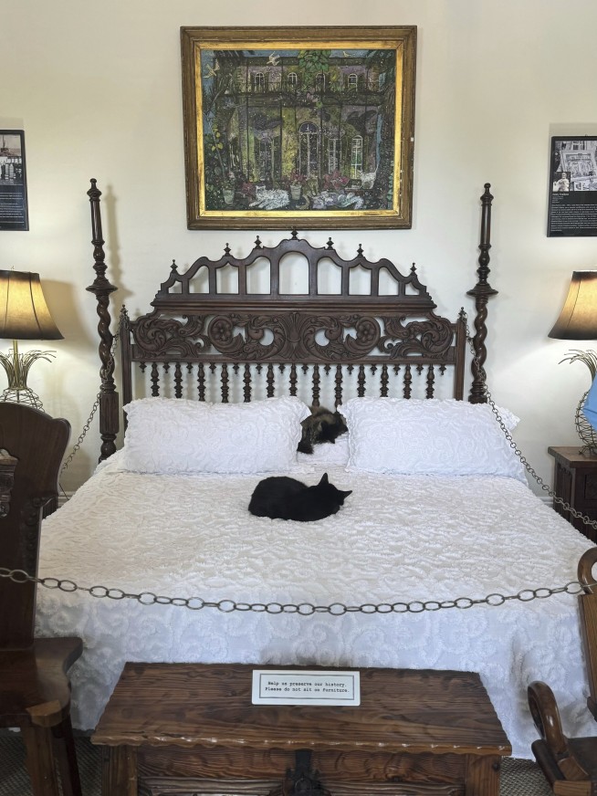 At these locations around the world, cats are the star