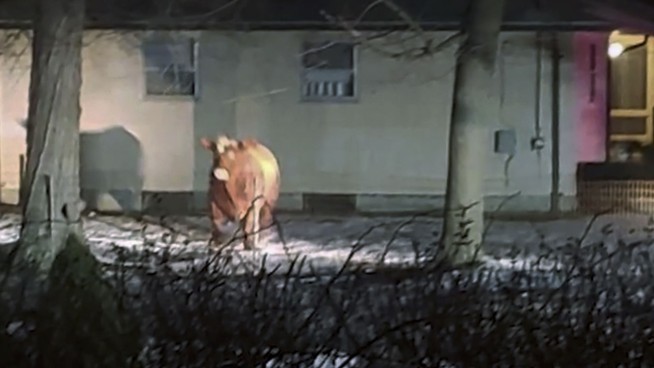 Where's the beef? Runaway steer still roaming Rhode Island