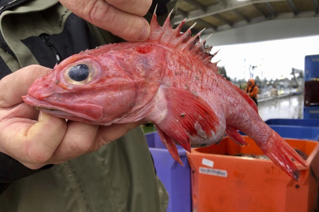 West Coast fishery rebounds in rare conservation 'home run'