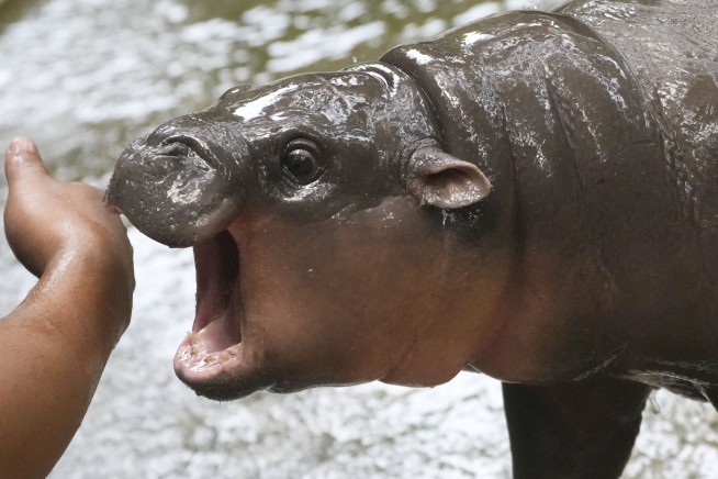 Thailand's adorable pygmy hippo Moo Deng has the kind of face that launches a thousand memes