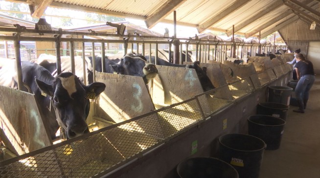 Study tests whether seaweed in cattle feed reduces emissions