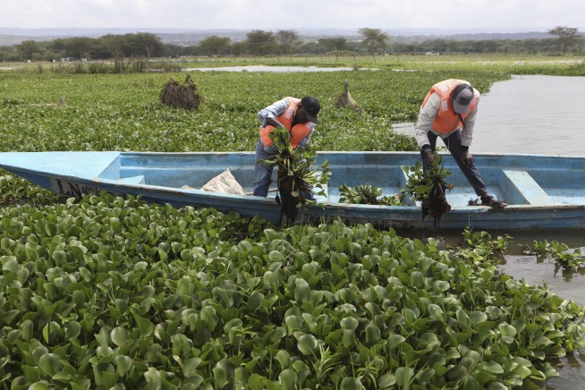 How the invasive water hyacinth is threatening fishermen's livelihoods on a popular Kenyan lake