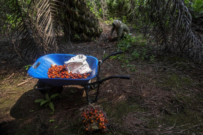 Rape, abuses in palm oil fields linked to top beauty brands