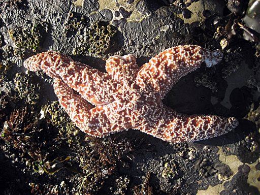 Scientists Solve the Mystery of 'Melting' Starfish