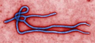 Cautious NYC Tested Dead Body for Ebola