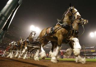Budweiser Shift: No Clydesdales in Holiday Ads