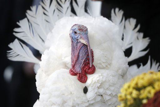 Your Turkey Is Probably From Minnesota