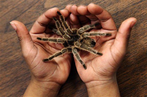 Farmers' Creepy New Gig: Collecting Tarantulas