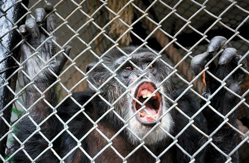 Court: Chimp Isn't Human, Doesn't Get Human Rights