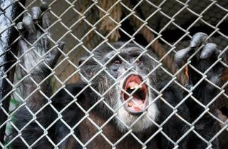 Court: Chimp Isn't Human, Doesn't Get Human Rights