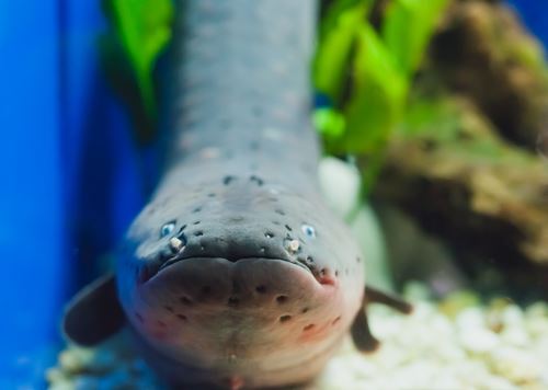 Electric Eels Use 'Remote Control' to Paralyze Prey