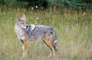 Californians Can't Win Cash for Killing Coyotes Anymore