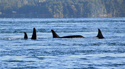 Orca Found Dead, Then Story Worsens