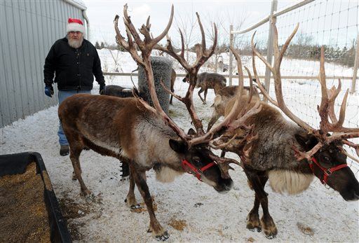 Study Has Bad News for Reindeer