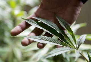 Feds: Tribes Can Grow, Sell Pot