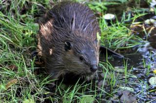 New Climate Change Culprit: Beavers