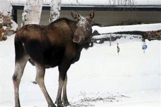 Snowmobilers Save Moose in Avalanche