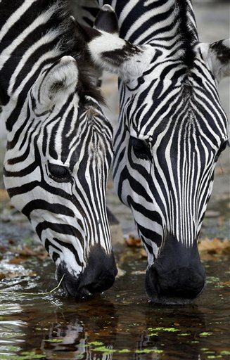 Temperature Might Explain Zebras' Stripes