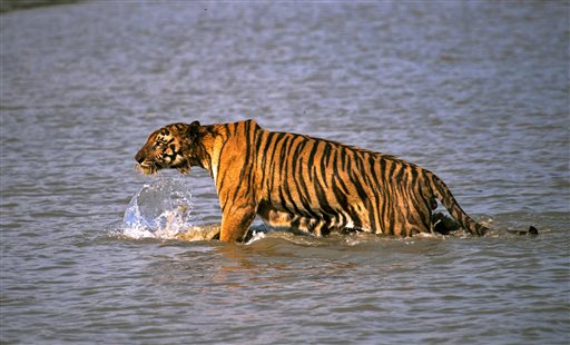 Endangered Tigers Roar in India's New Census