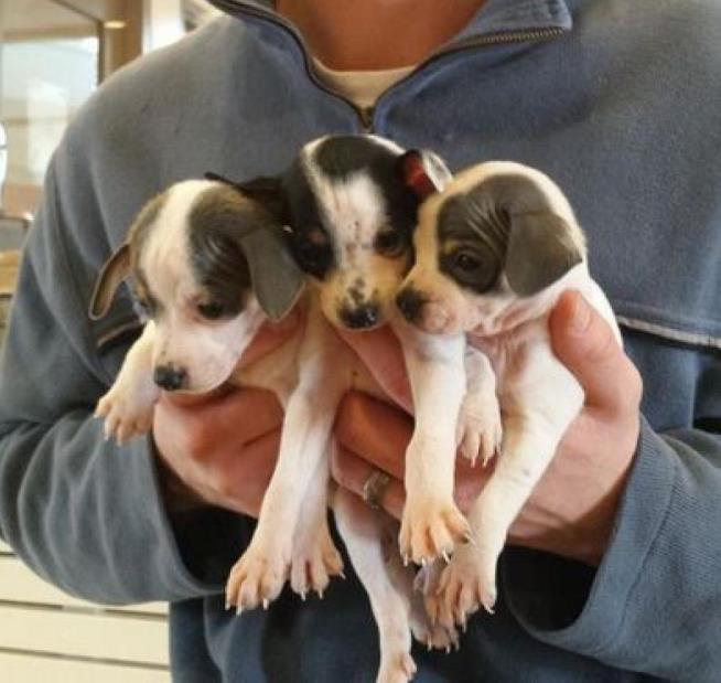 Dog Finds Puppies Abandoned in Trash Bag
