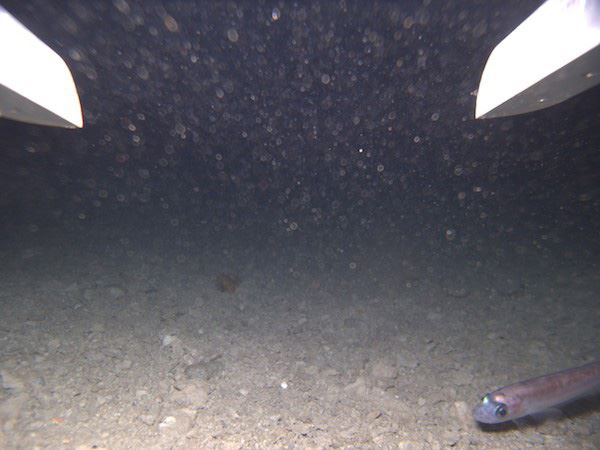 Scientists Find Fish Under 2.5K Feet of Antarctic Ice