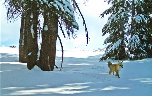 Near-Extinct Fox Spotted at Yellowstone