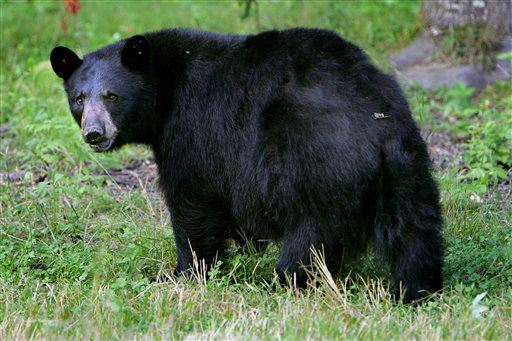 'Bear Lady' May Have Been Killed by One