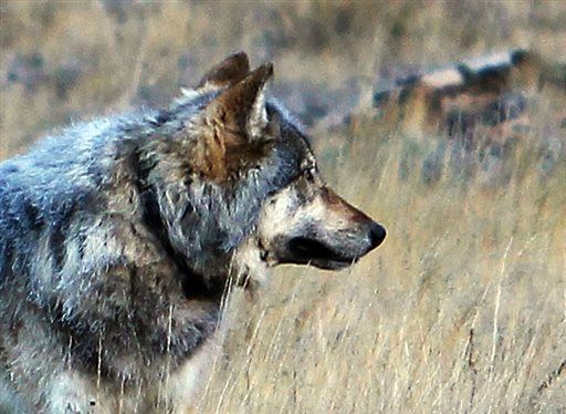 Utah Hunter Kills Famed 'Grand Canyon' Gray Wolf