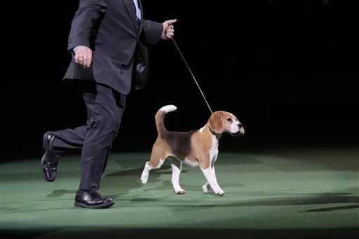 Beagle is Surprise Westminster Winner