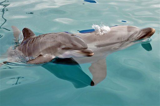 DNA Analysis Fills in Piece of Dolphins' History