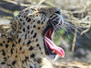 Roar! World's Rarest Cat Makes a Comeback