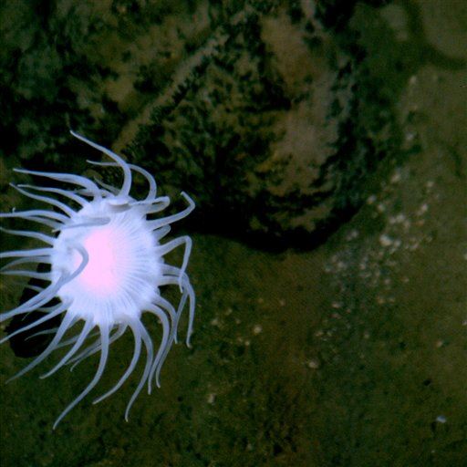 Earth's Deepest Spot Is Alive With 'Unexpected' Bacteria