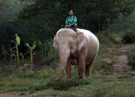 Rare white elephants treasured in Myanmar