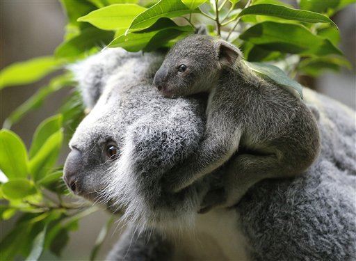 Why Australia Is Killing Koalas