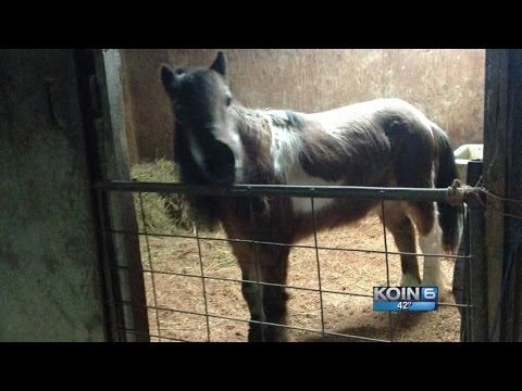 Cops Sorry for Shooting Beloved Pony