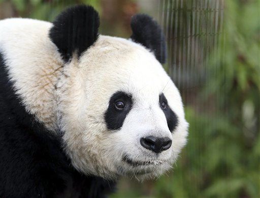Guy Wins $83K Over Panda Bite