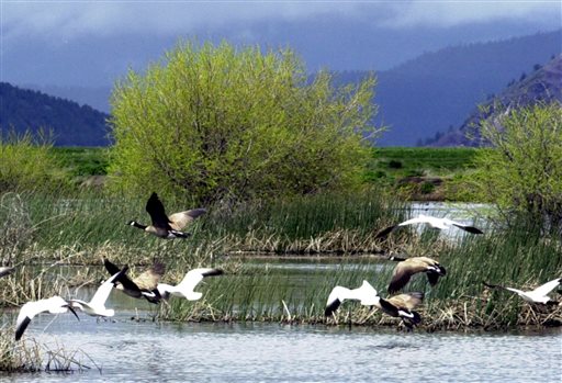2K Geese Drop Dead in Idaho