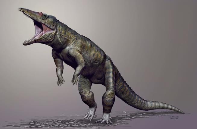 Giant Upright 'Butcher' Croc Ruled NC