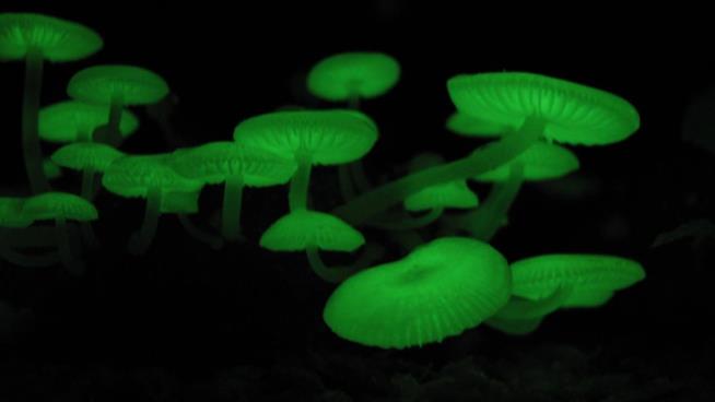 Why Some Mushrooms Glow in the Dark
