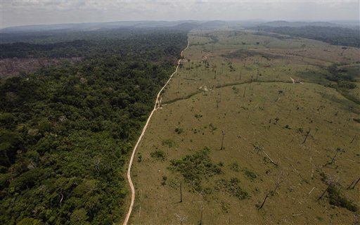 Earth Has Just 2 Giant Forests Left